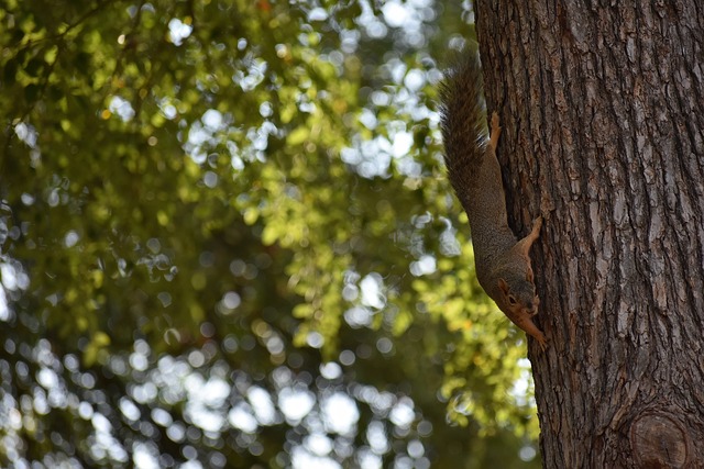 这一优势在 这一优势在